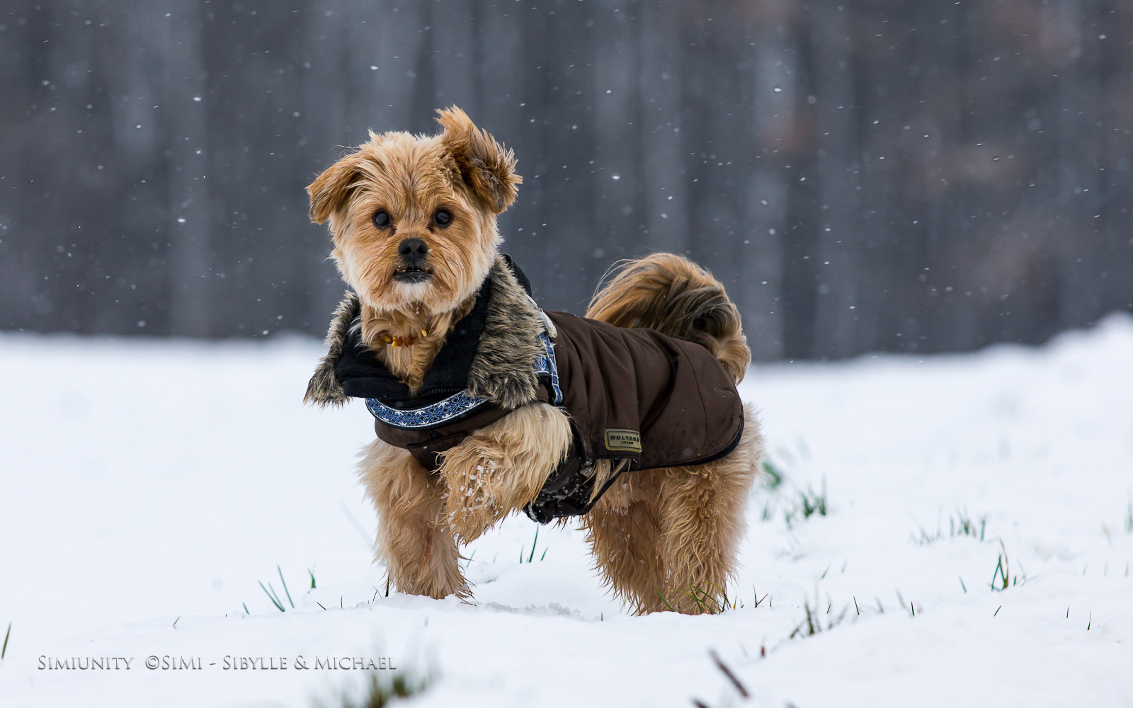 Auf der Pirsch im Schnee