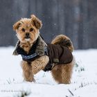 Auf der Pirsch im Schnee