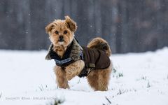 Auf der Pirsch im Schnee