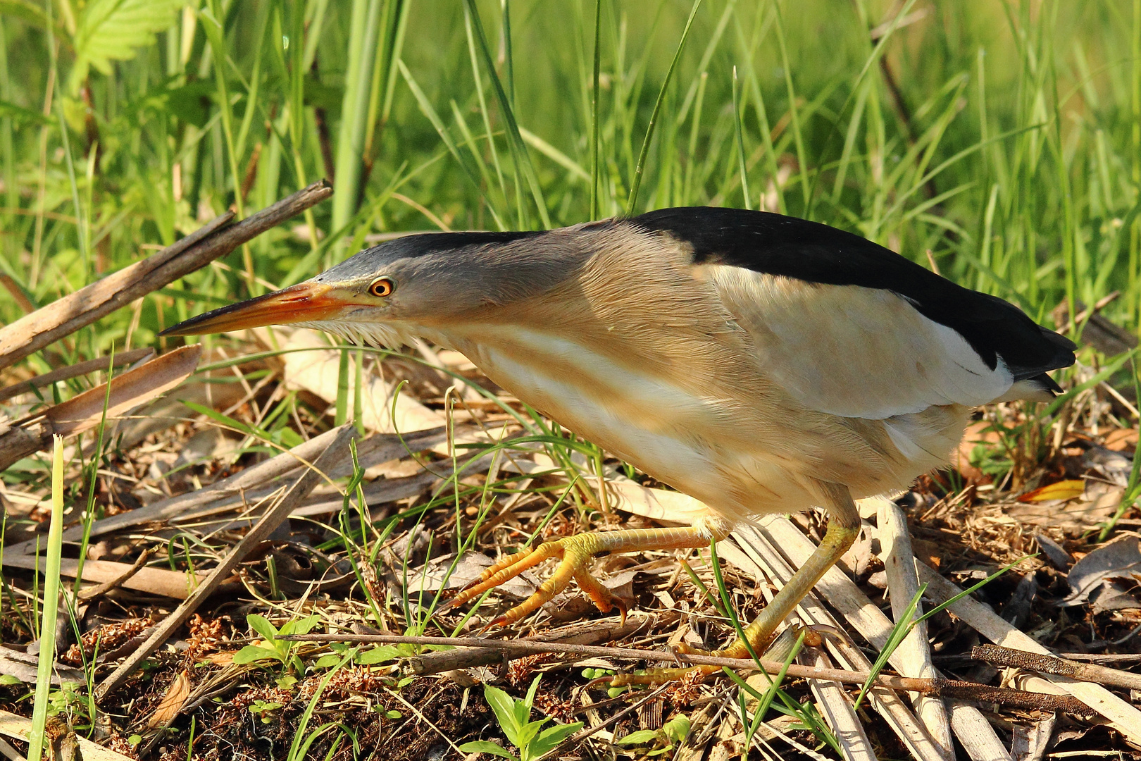 Auf der Pirsch nach Insekten