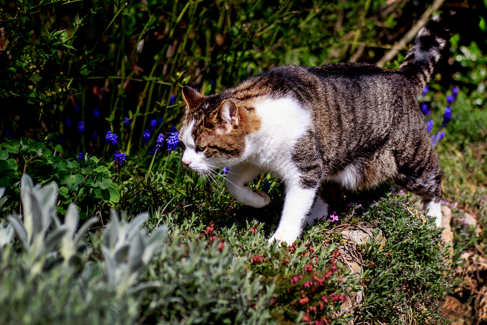 Auf der Pirsch / On the stalk