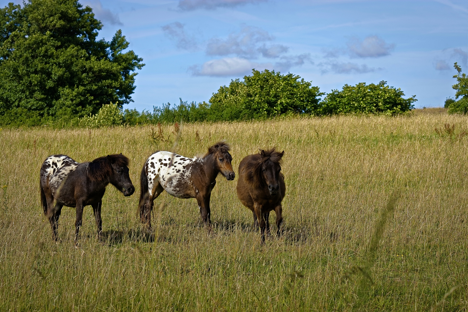 Auf der Ponywiese