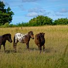 Auf der Ponywiese