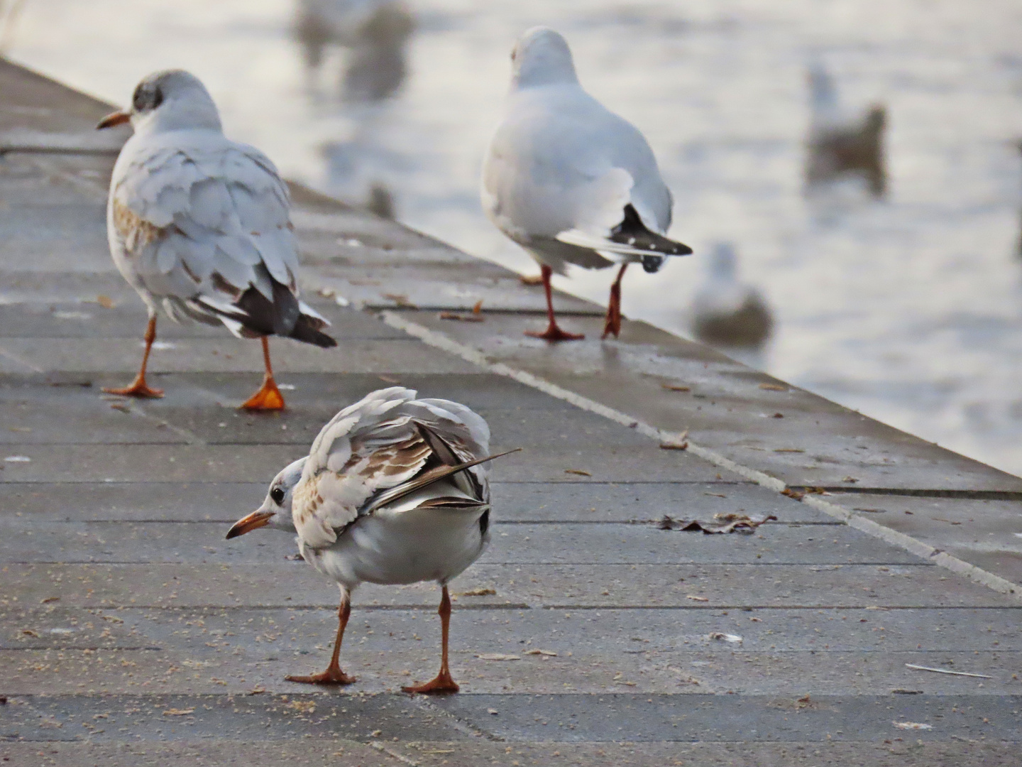 Auf der Promenade...