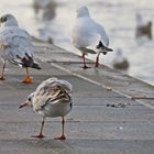 Auf der Promenade...