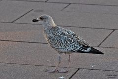 Auf der Promenade in Westerland....