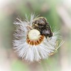 Auf der Pusteblume