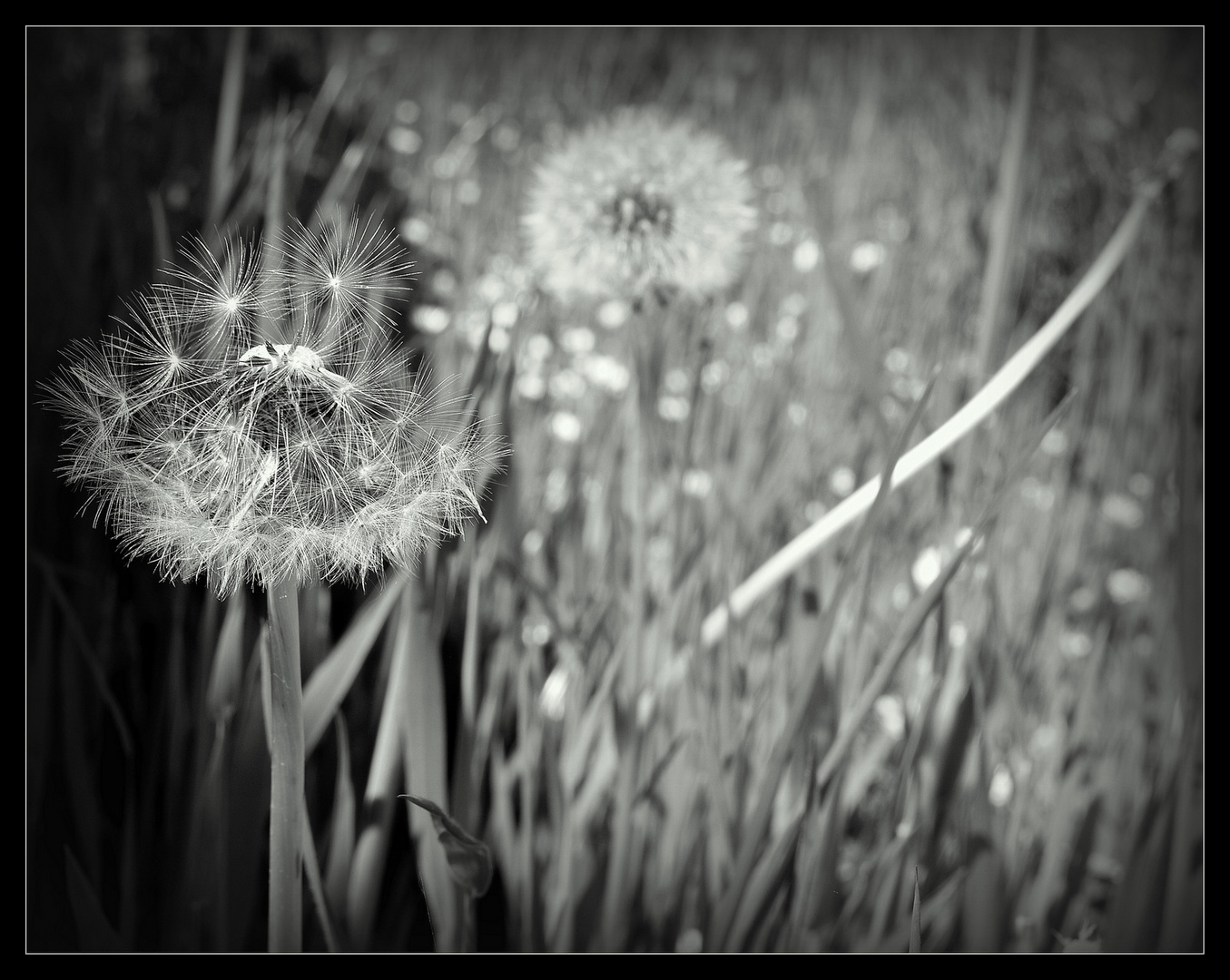 ...Auf der " Pusteblumenwiese "   2