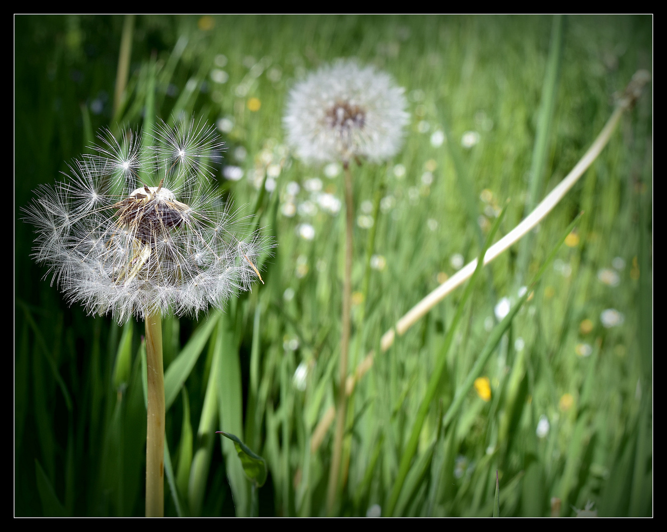 Auf der " Pusteblumenwiese ".....