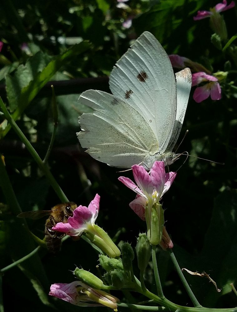 Auf der Radieschenblüte