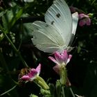 Auf der Radieschenblüte