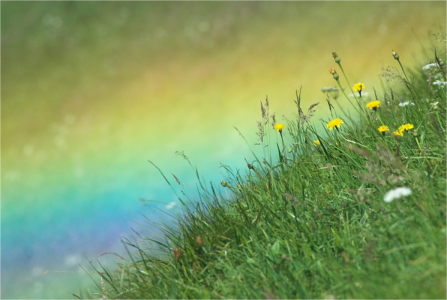 Auf der Regenbogenwiese