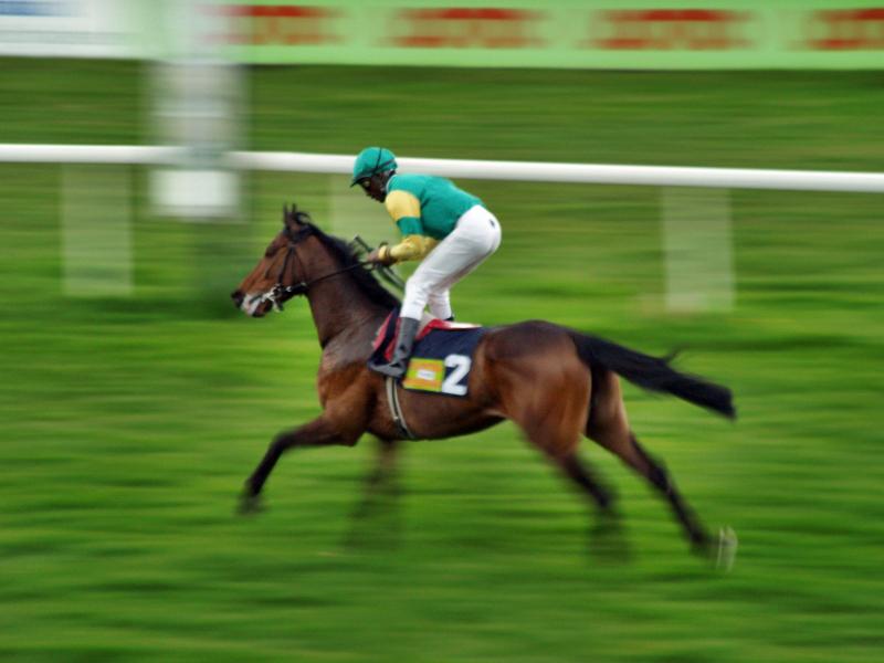 auf der Rennbahn Foto & Bild tiere, tier und mensch, natur Bilder auf