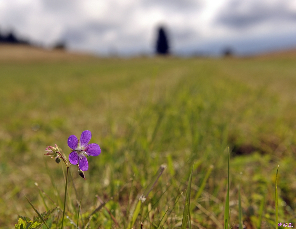 Auf Der Wiese Blüht Ein Kleines Blümelein