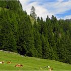 Auf der Rieding Alm 1...