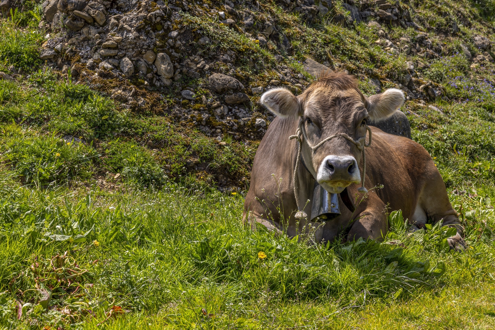 Auf der Rigi - Scheidegg 