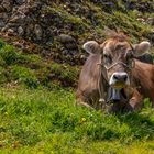 Auf der Rigi - Scheidegg 