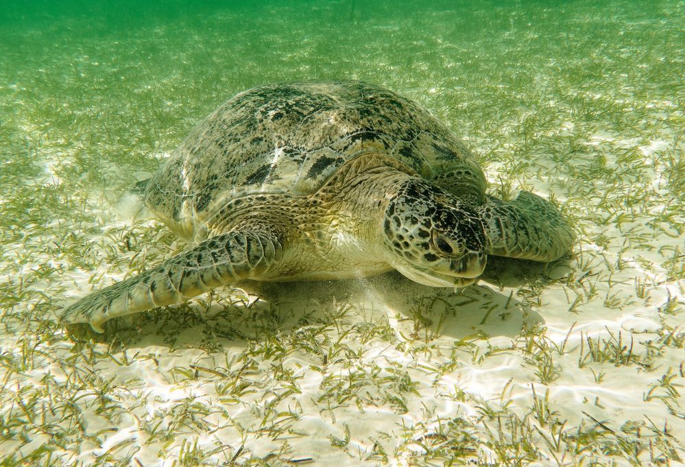 Auf der Roten Liste die Grüne Meeresschildkröte
