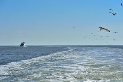 auf der Rückfahrt von Hallig Hooge ...