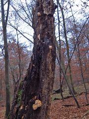 auf der Rückseite sind auch noch Pilze