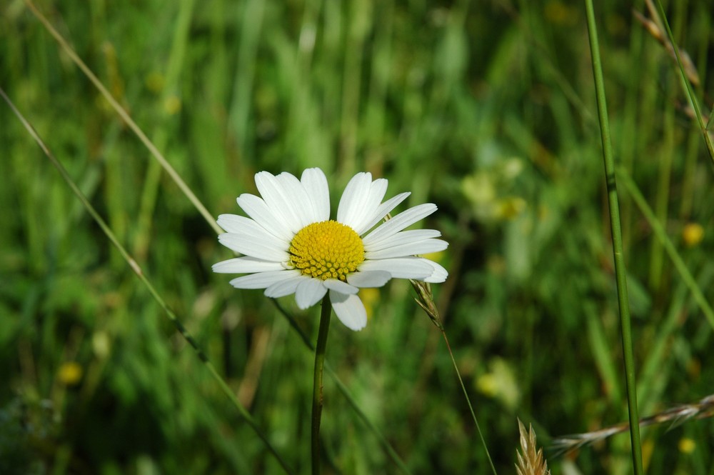 Auf der saftigen Wiese