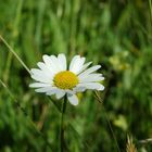 Auf der saftigen Wiese