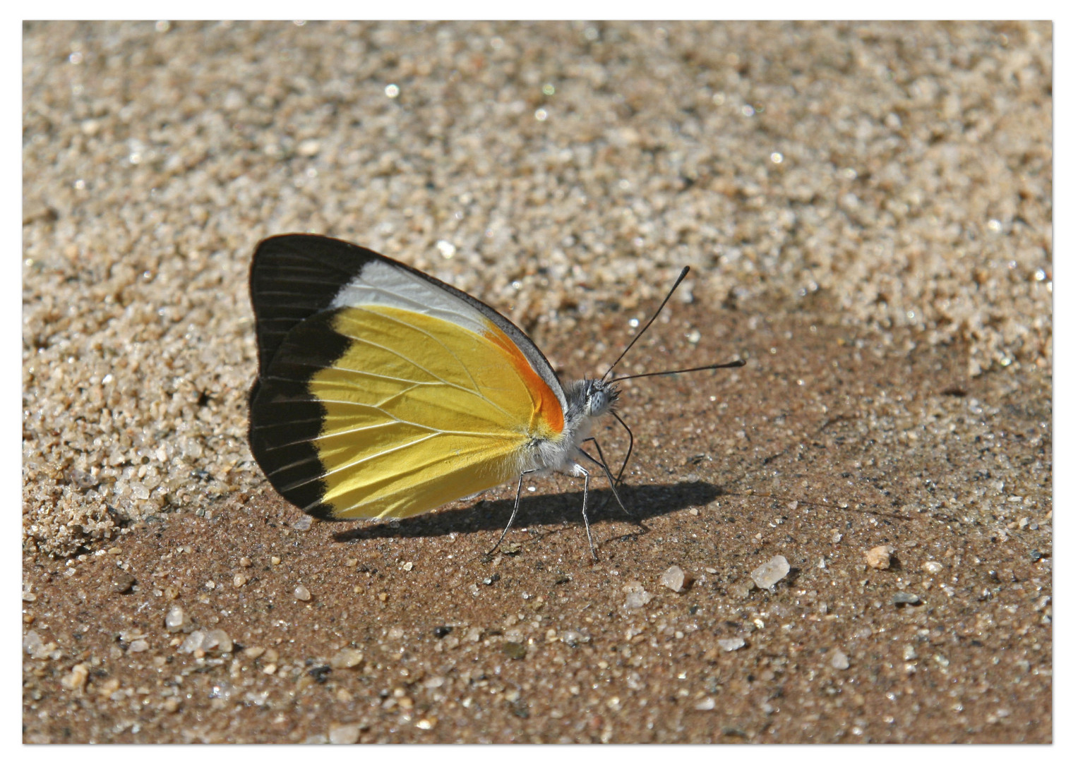 Auf der Sandbank...