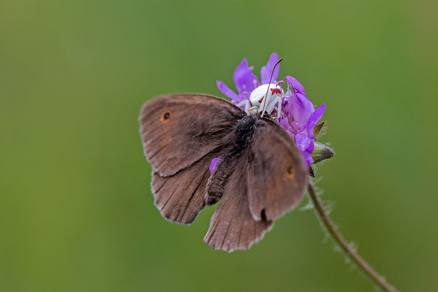 Auf der Scabiose lauerte der Tod