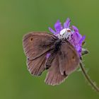 Auf der Scabiose lauerte der Tod