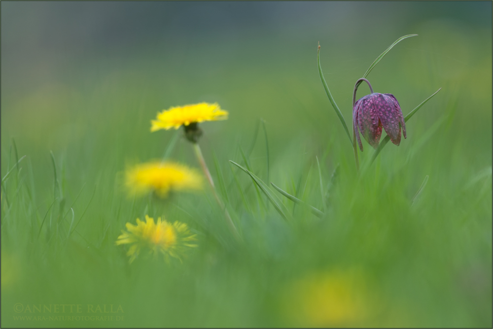 Auf der Schachbrettblumenwiese