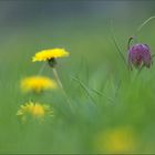 Auf der Schachbrettblumenwiese