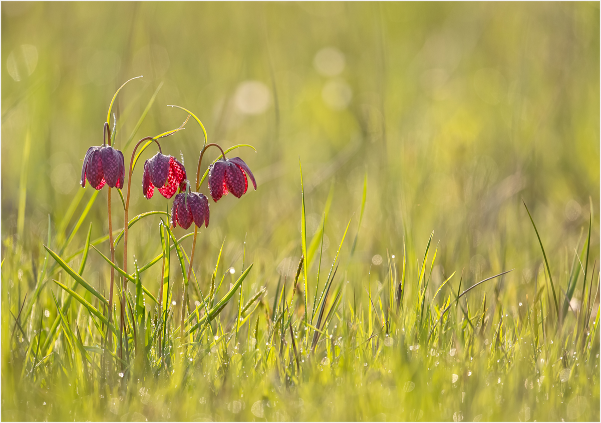 auf der Schachbrettblumenwiese....