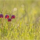 auf der Schachbrettblumenwiese....