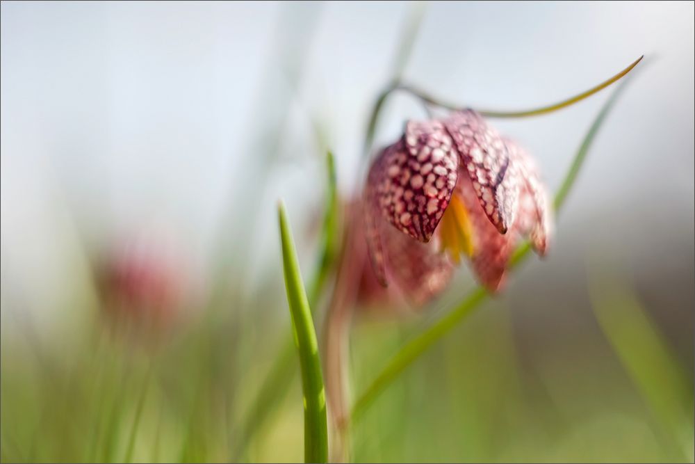 Auf der Schachbrettblumenwiese