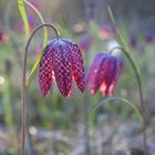 Auf der Schachbrettblumenwiese...