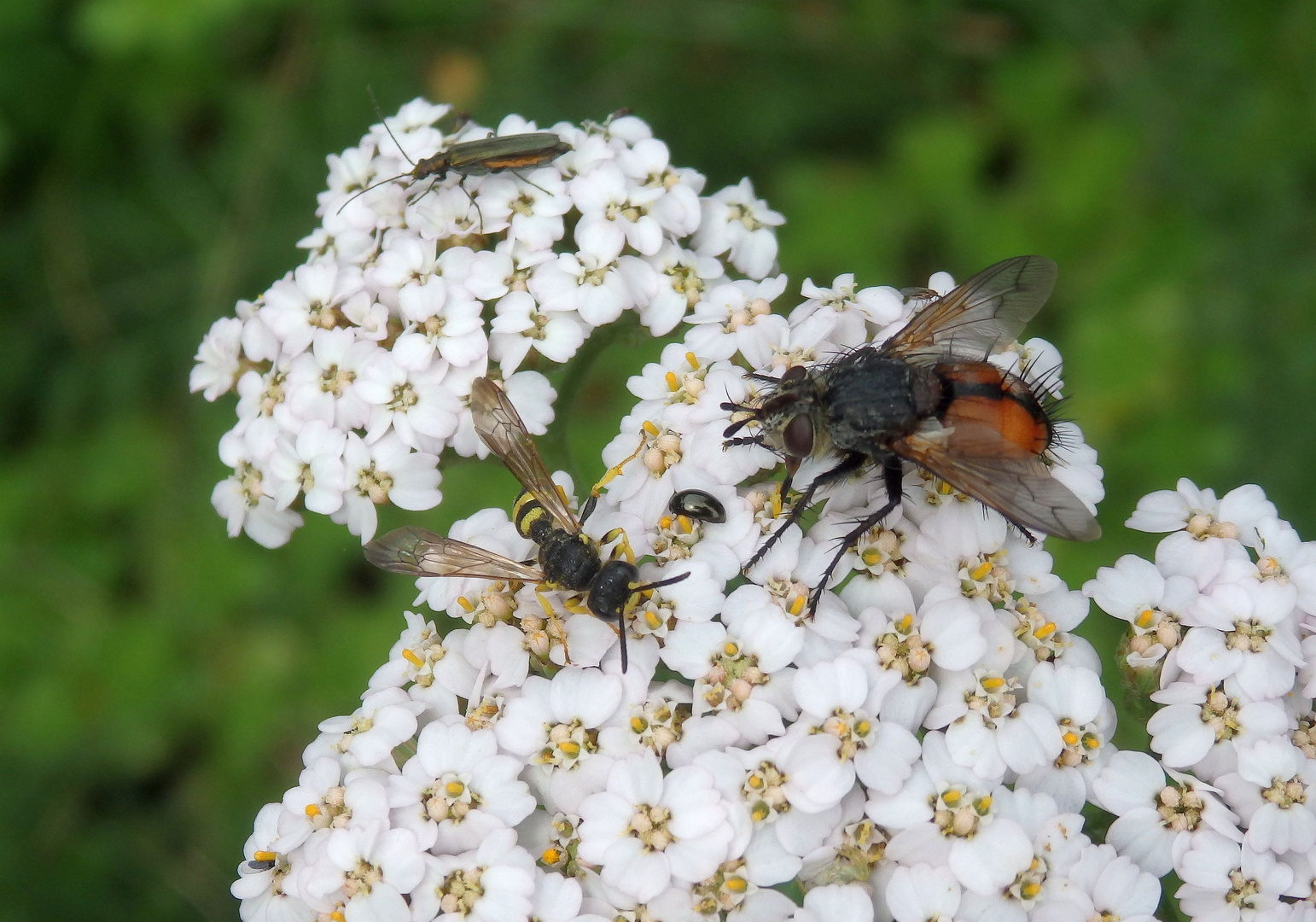 Auf der Schafgarbe ist was los - Käfer & Wespe & Fliege