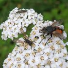 Auf der Schafgarbe ist was los - Käfer & Wespe & Fliege