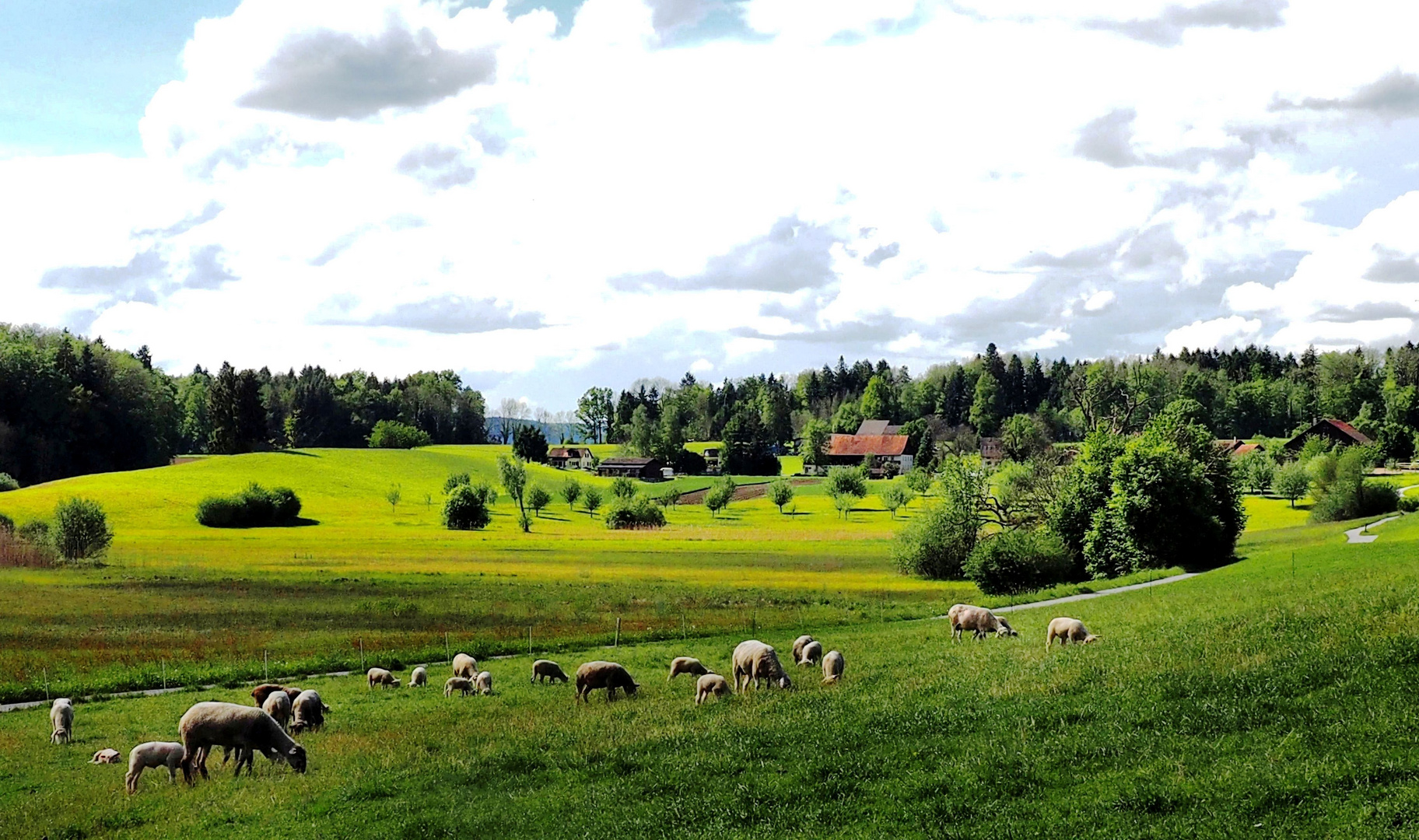 Auf der Schafsweide