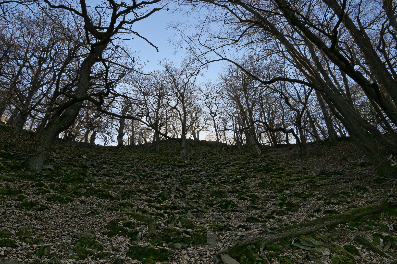 Auf der Schattenseite (2019_04_19_EOS 100D_4649_ji)