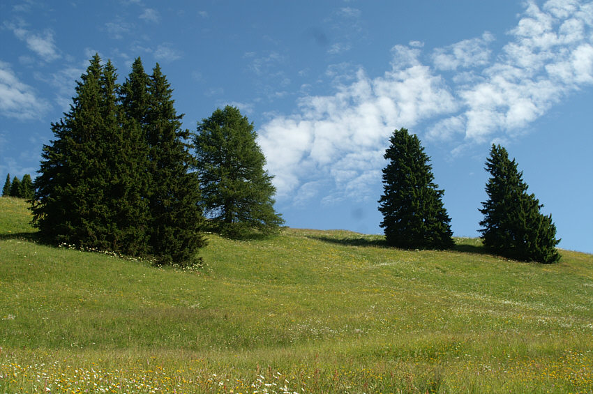 auf der Schatzalp / Davos