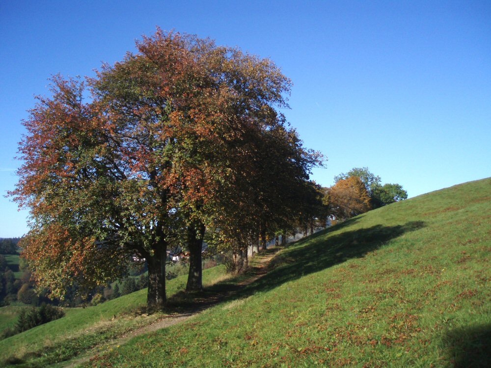 Auf der schiefen Halbe