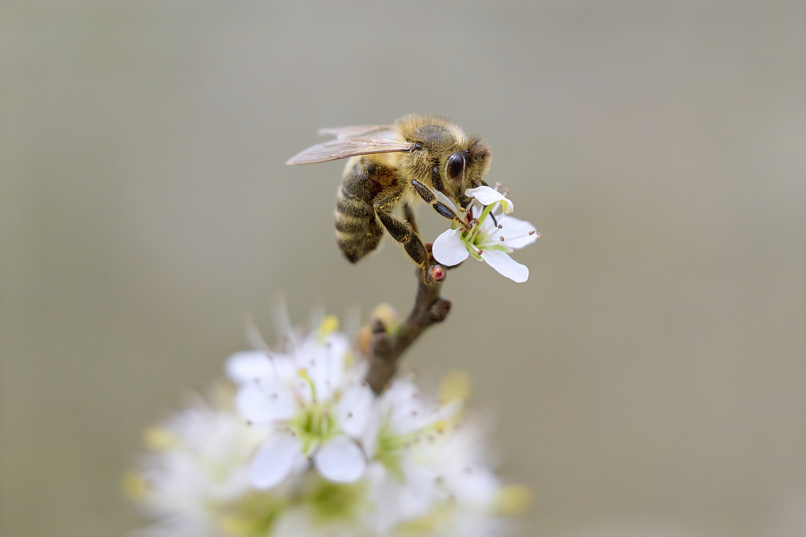 Auf der Schlehenblüte