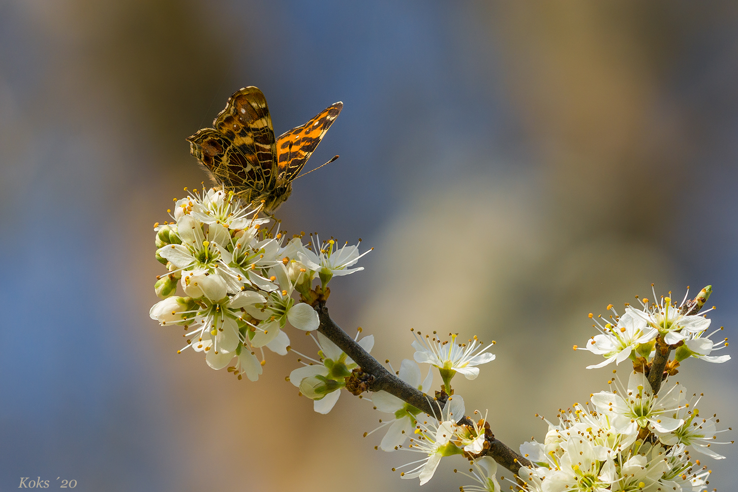 Auf der Schlehenblüte