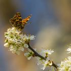 Auf der Schlehenblüte