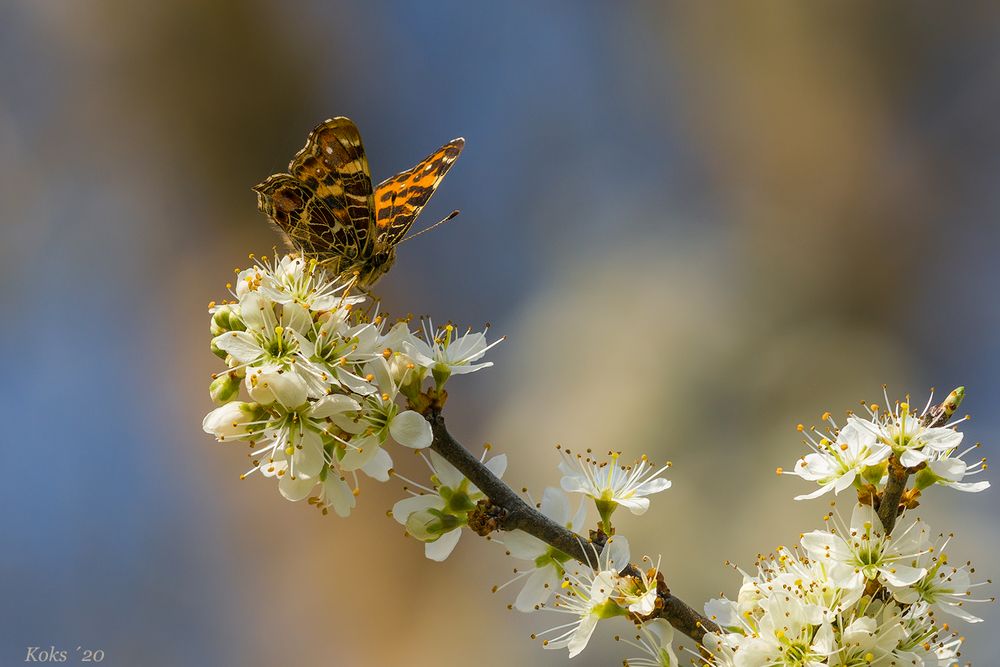 Auf der Schlehenblüte