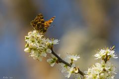 Auf der Schlehenblüte