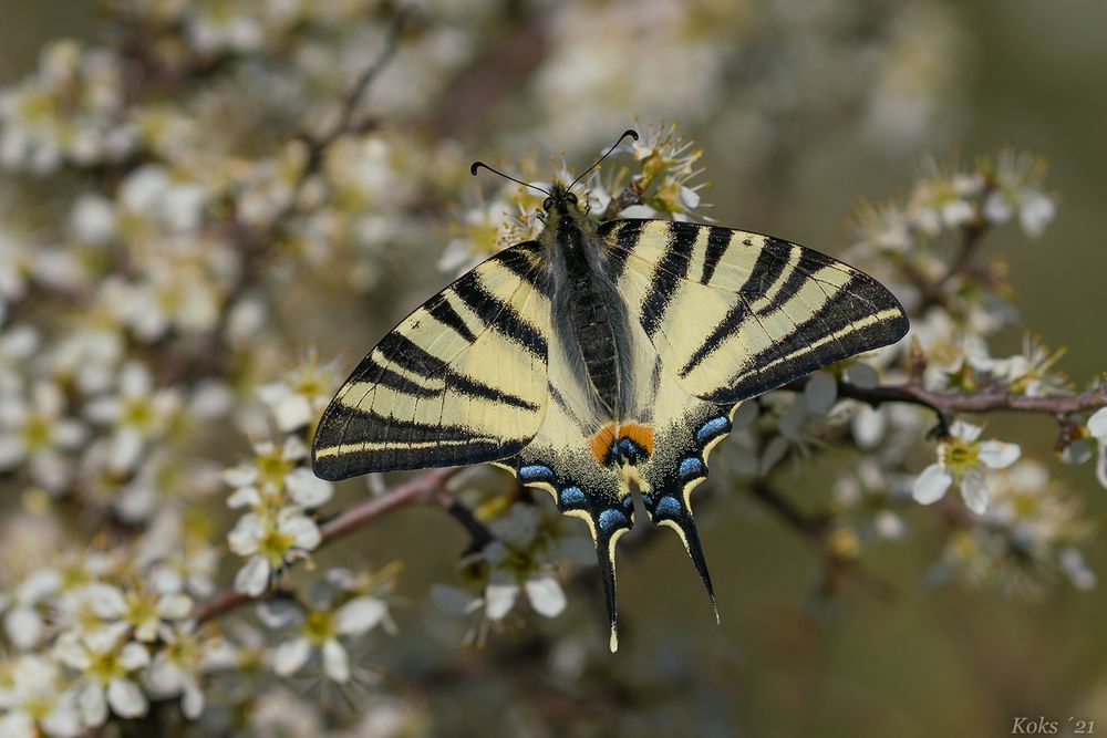 auf der Schlehenblüte