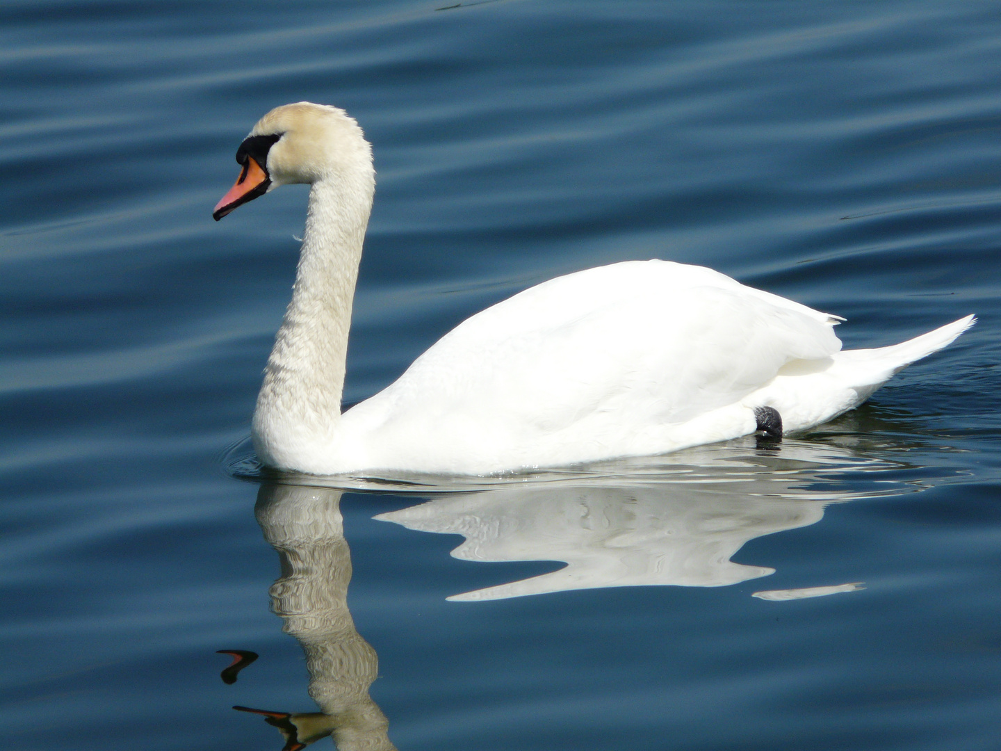 Auf der Schlei