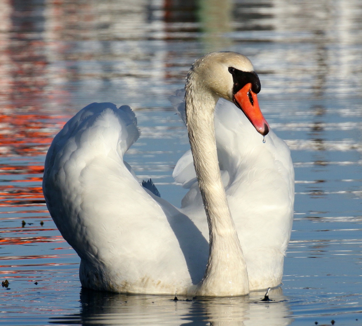 Auf der Schlei