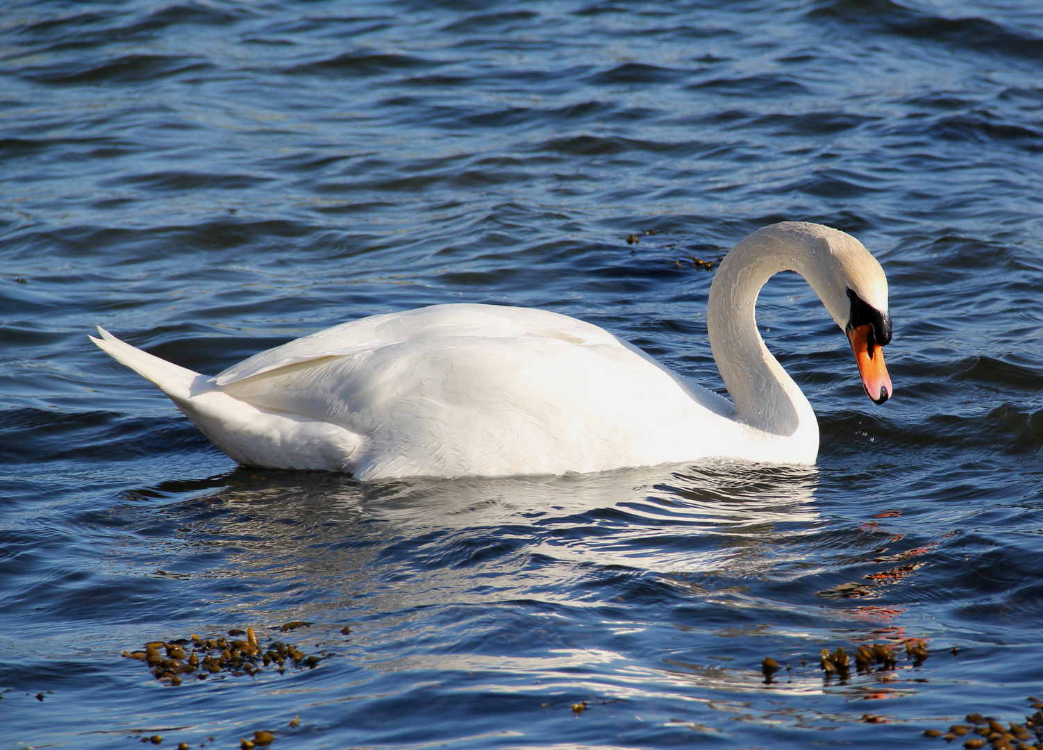 Auf der Schlei